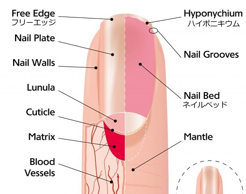 ハイポニキウム