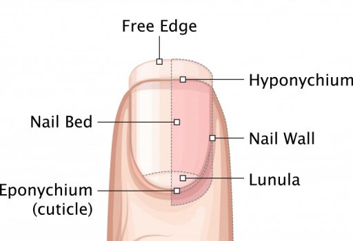 爪の各部位の名称