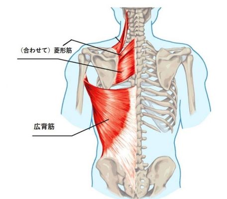 菱形筋と広背筋