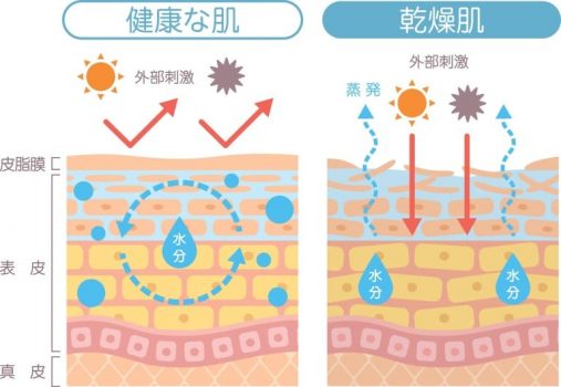 健康な肌と乾燥肌