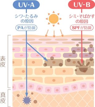 紫外線の肌への影響