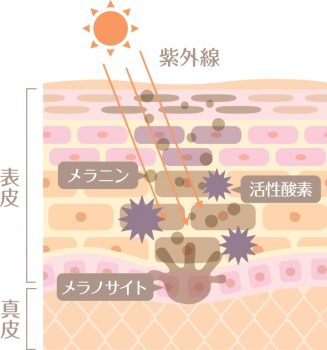 紫外線とメラニンの関係