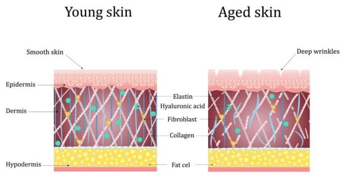 真皮層のコラーゲンやエラスチン、ヒアルロン酸量の変化